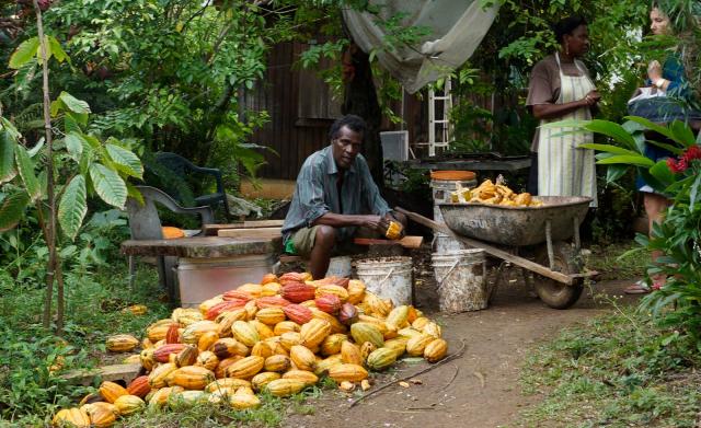 chocolate-plant-small-scale