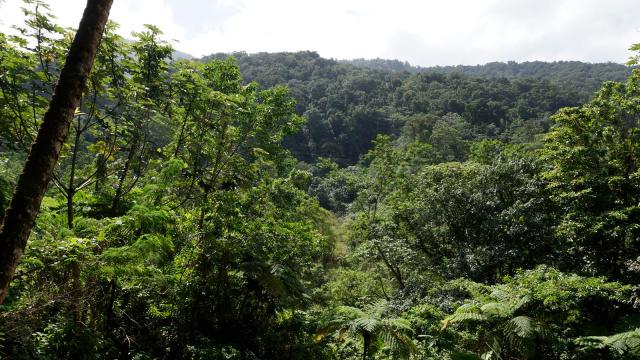 dominica-green-rainforest
