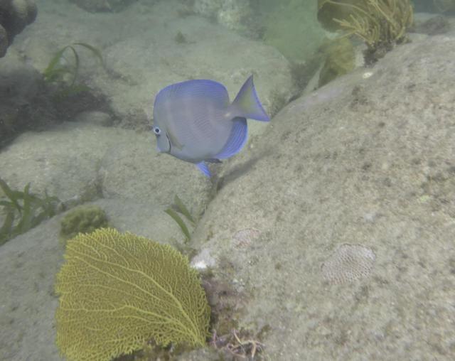 grand-anse-under-water