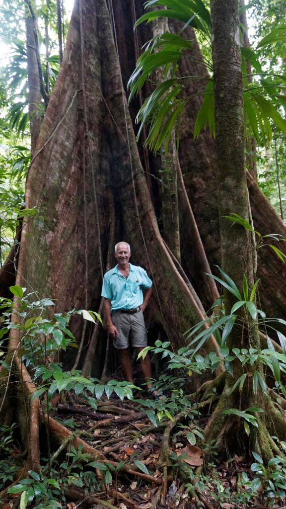 rain-forest-big-tree-2