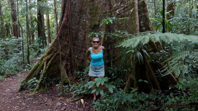rain-forest-big-tree
