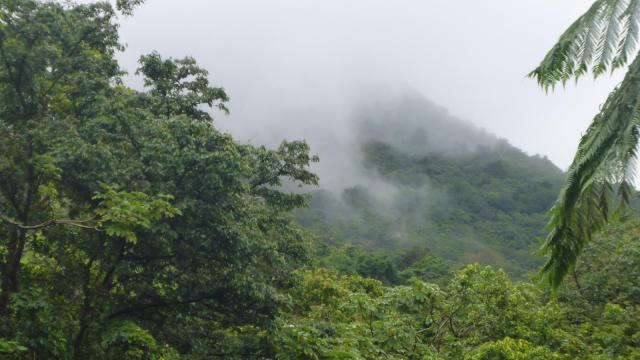 rain-forest-dominica-1