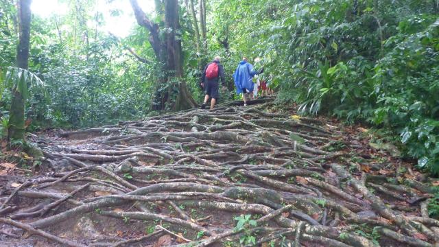 rain-forest-roots-1