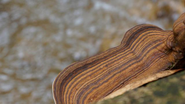 rainforest-beauty-detail-fungi