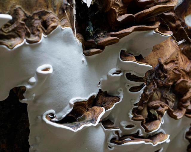 rainforest-recykling