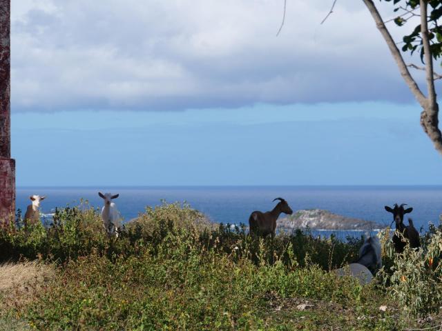 culebrita sheep