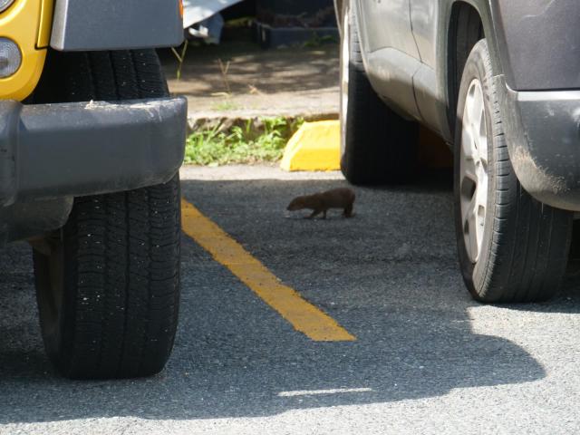 unknown animal francis bay