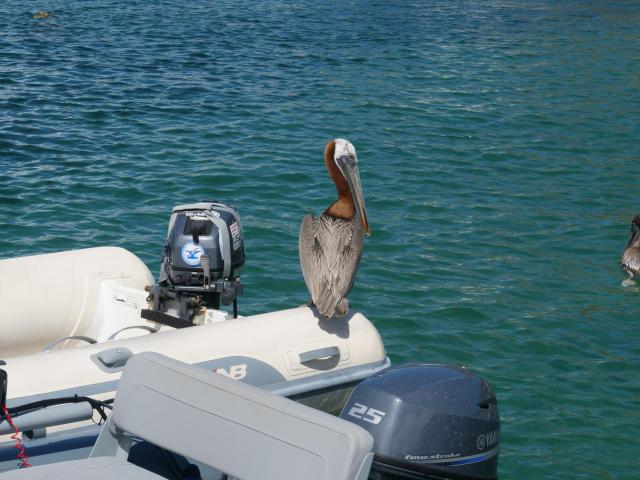Les Saintes Dingy dock