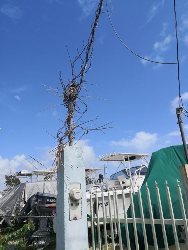 Plant taking over (Copy)