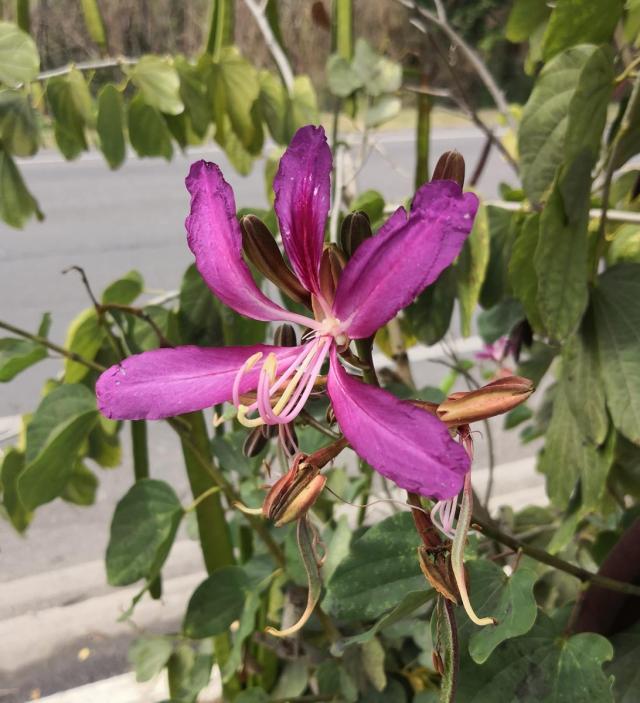 Salinas beautiful flower (Copy)