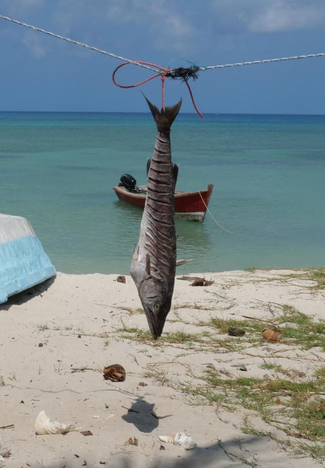 Isla Beata Island fish