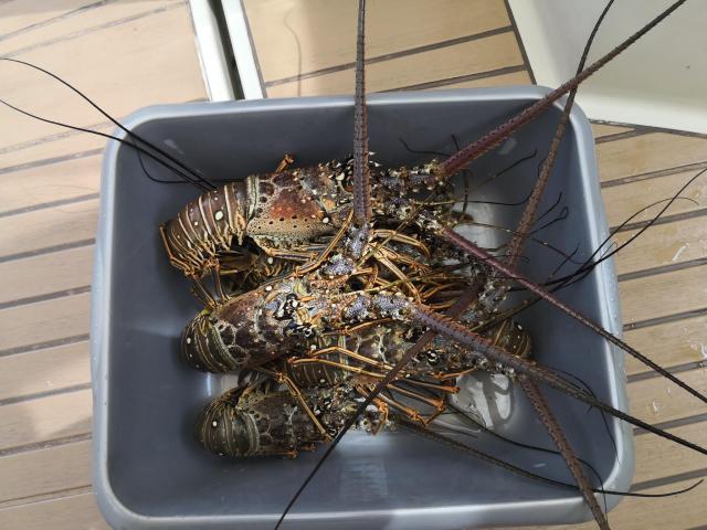 Isla Beata Lobster
