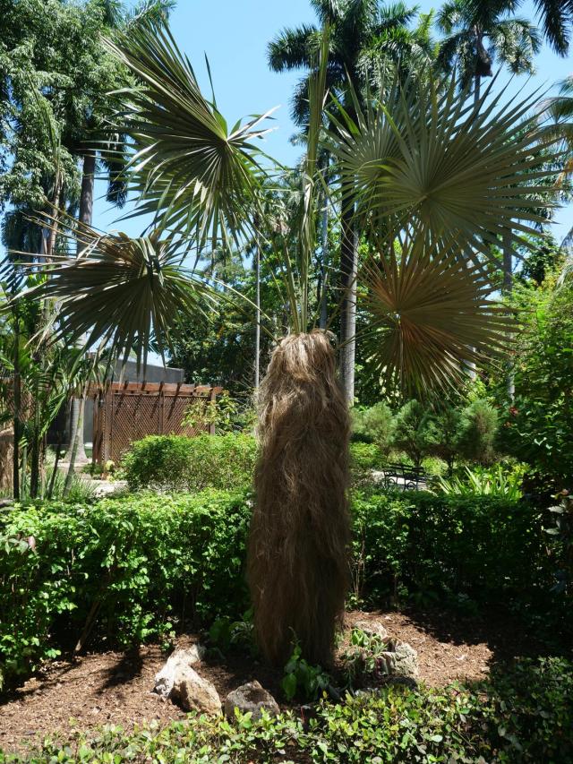 Botanic Garden Havnna 2