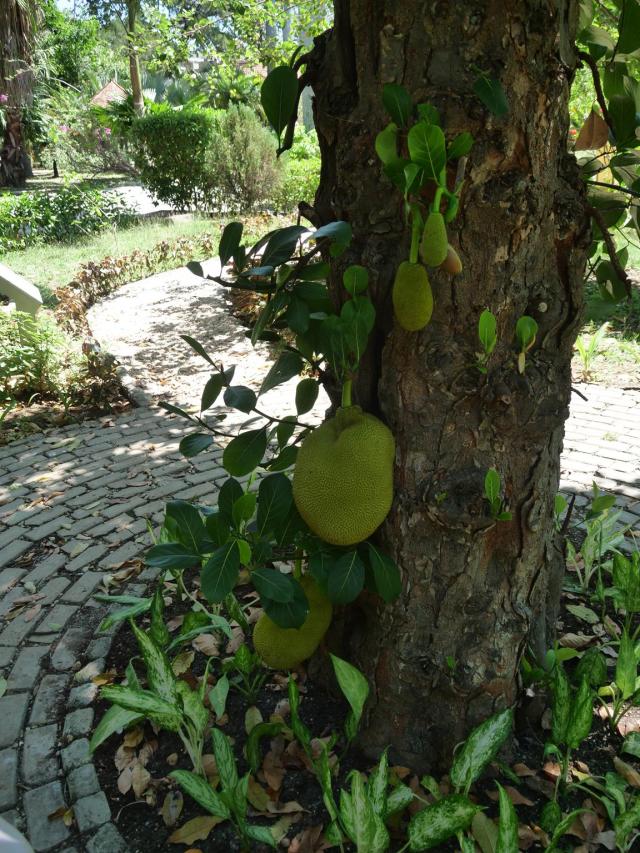 Botanic Garden Havnna 3