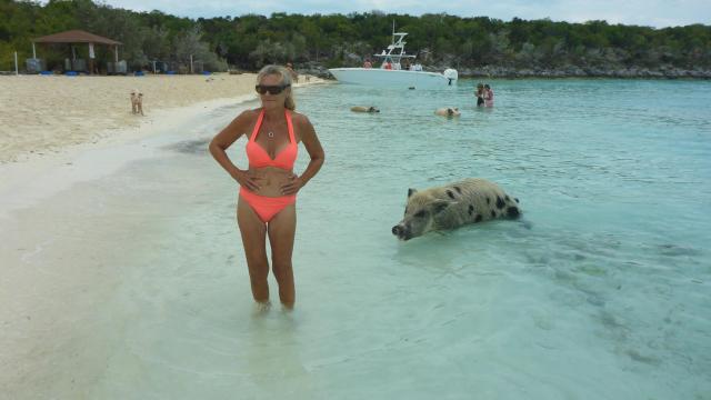 Staniel Cay Pig 1