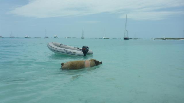 Staniel Cay Pig 3